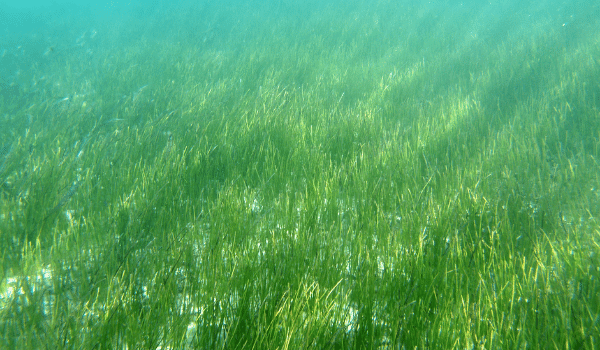 Sea Grass