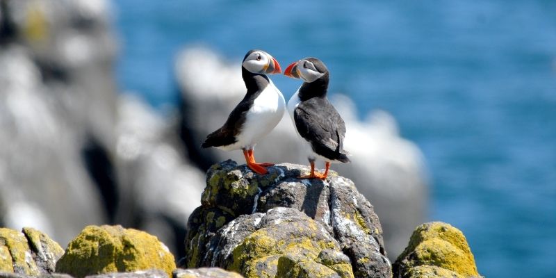 Puffin