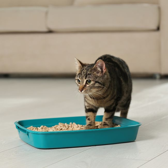 Cat litter