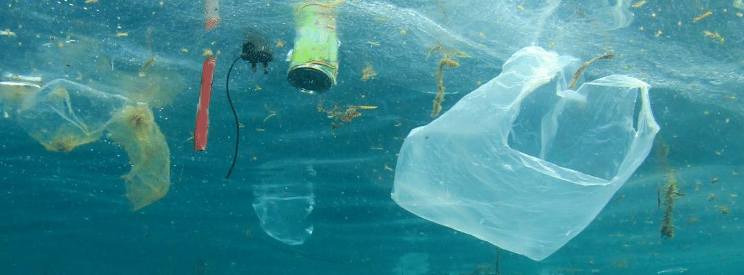 Single-Use Plastic Ban