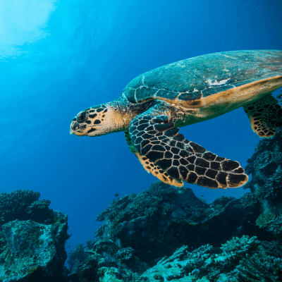 Turtle Square image